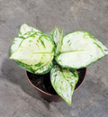 4" Aglaonema Super White 